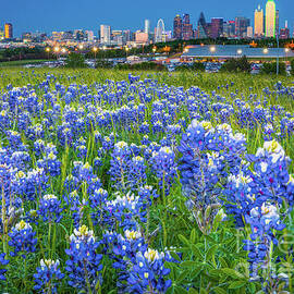 Bluebonnets in Dallas by Inge Johnsson