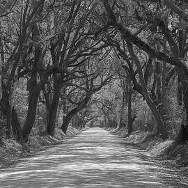 Botany Bay Road Black and White by Melanie Snipes