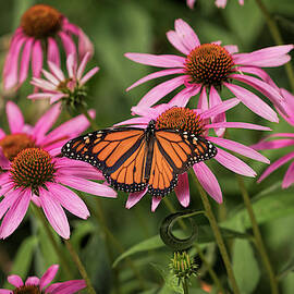 Brightly Colored by Scott Bean