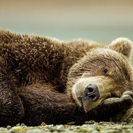 Brown Bear, Katmai National Park, Alaska by Paul Souders