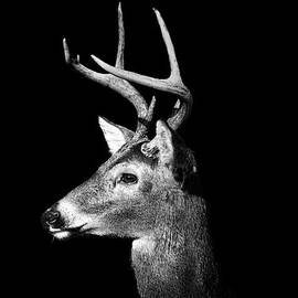 Buck In Black And White by Malcolm Macgregor