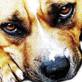Bull Terrier Eyes by Michael Tompsett