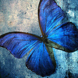 butterfly by Mark Ashkenazi