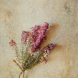 Calluna vulgaris by John Edwards