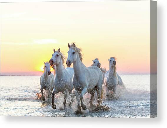 Camargue White Horses Running In Water Canvas Art Print by Peter Adams