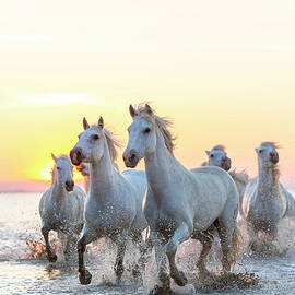Camargue White Horses Running In Water by Peter Adams