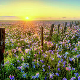 Morning on the Camas Prairie Spring Awakening by Leland D Howard