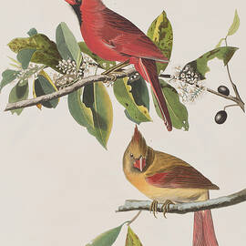 Cardinal Grosbeak by John James Audubon