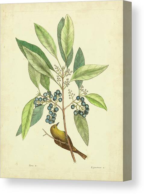 Catesby Bird & Botanical V Canvas Art Print by Mark Catesby