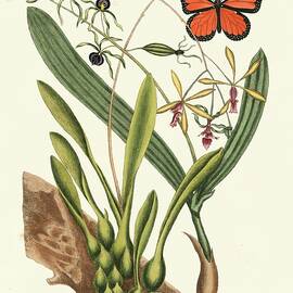 Catesby Butterfly And Botanical Iv by Mark Catesby