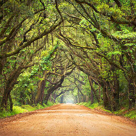 Charleston SC Edisto Island - Botany Bay Road by Dave Allen