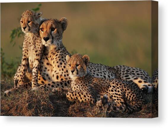 Cheetah Family Canvas Art Print by Gp232