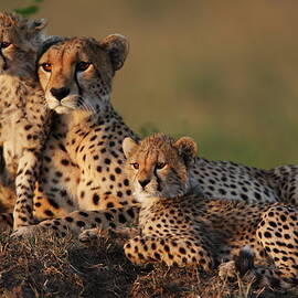 Cheetah Family by Gp232