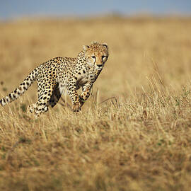 Cheetah Hunting by Gp232