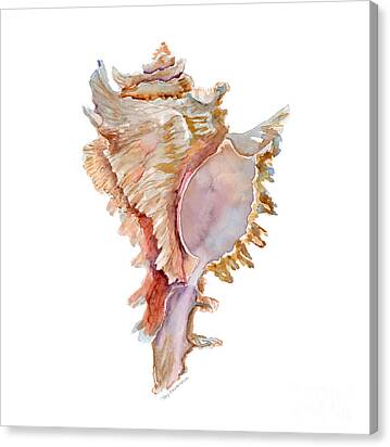 Chicoreus Ramosus Shell Canvas Print
