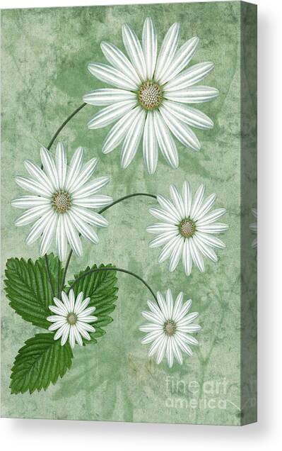 Cinco Canvas Art Print by John Edwards