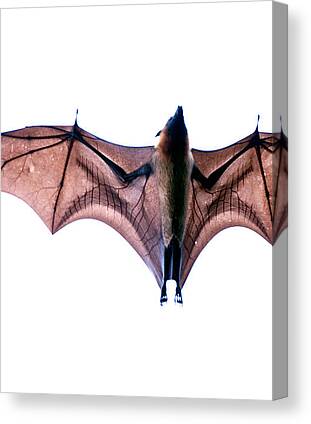 Bats Canvas Prints for Sale