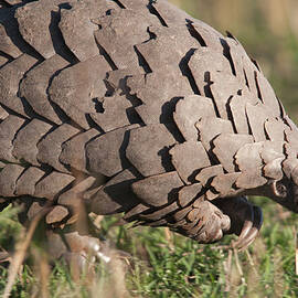 Close-up Of A Pangolin In Its Natural by Gp232