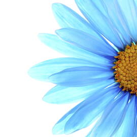 Color Me Blue by Rebecca Cozart