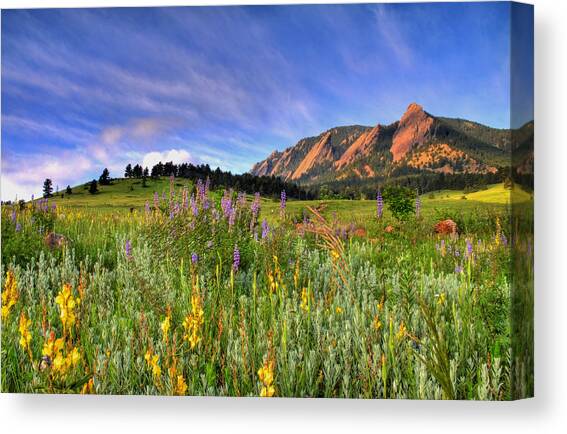 Colorado Wildflowers Canvas Art Print by Scott Mahon