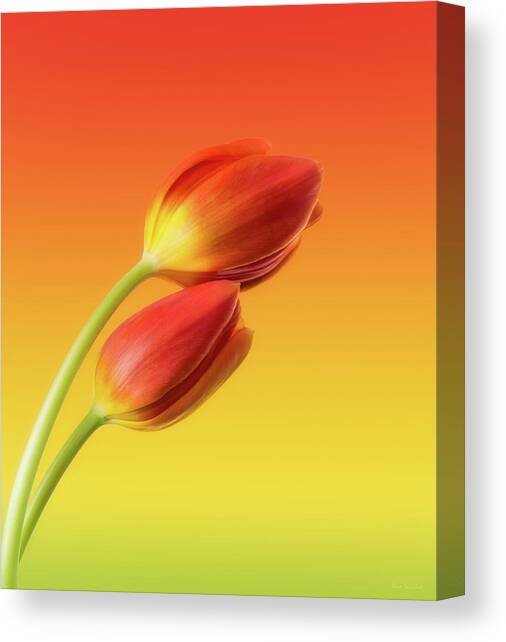 Colorful Tulips Canvas Art Print by Wim Lanclus