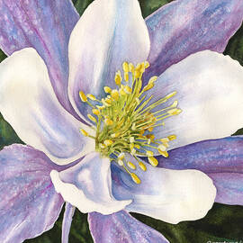 Columbine Closeup by Anne Gifford