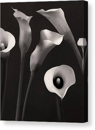 Lily Canvas Prints for Sale