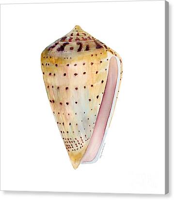 Conus Leopardus Shell Canvas Print