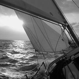 Coquette Sailing by Dustin K Ryan