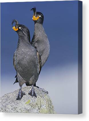 Auklets Canvas Prints for Sale