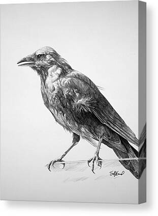 Crow Canvas Prints for Sale