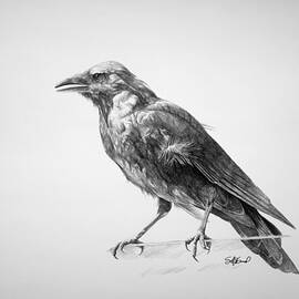 Crow Drawing by Steve Goad