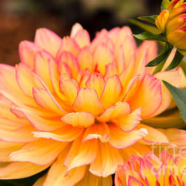 Dahlias in the Garden by Ana V Ramirez