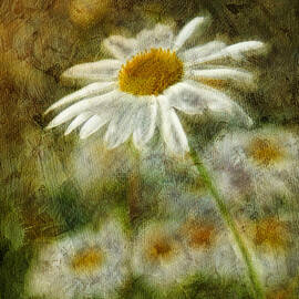 Daisies ... again - p11at01 by Variance Collections