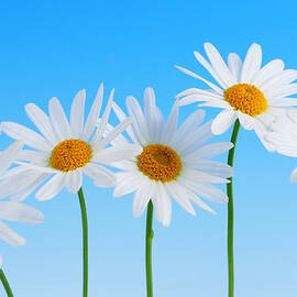 Daisy flowers on blue by Elena Elisseeva