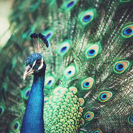 Dazzling by Nastasia Cook