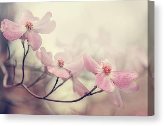 Dogwood Canvas Art Print by Magda Bognar