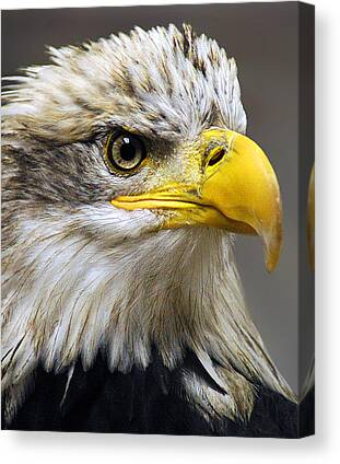 Bald Eagles Canvas Prints for Sale