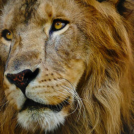 El Rey 2 by Skip Hunt