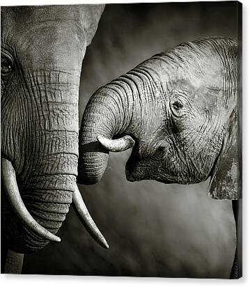 Elephant Affection Canvas Print