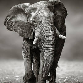 Elephant approach from the front by Johan Swanepoel