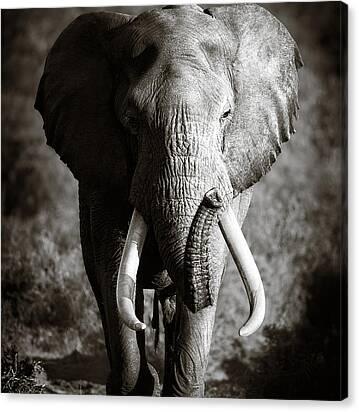 Elephant Bull Canvas Print