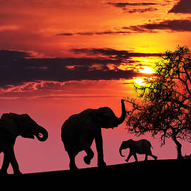 Elephant family at sunset by Jaroslaw Grudzinski