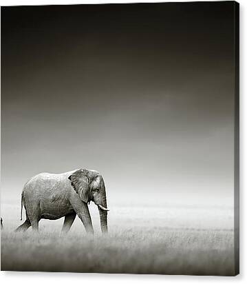 Elephant With Zebra Canvas Print