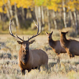 Elk Bull With Cows by Kencanning
