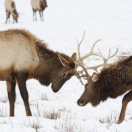 Elk Sparring by Kencanning