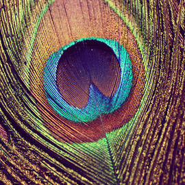 Peacock feather by Nastasia Cook