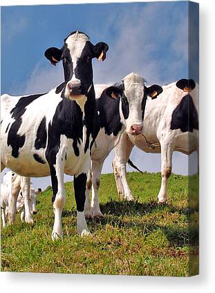 Cows Canvas Prints for Sale