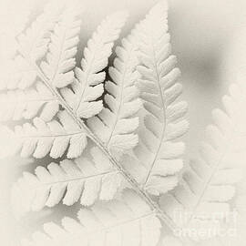 Fern Leaf by Janet Burdon