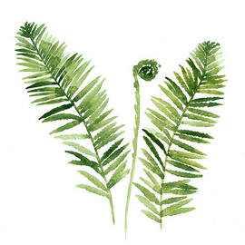 Fern watercolor painting by Joanna Szmerdt